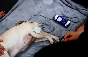 Elektrotherapie Hund