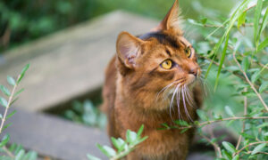 Katze erkundet Garten bei der Tierheilpraxis in München für eine Phytotherapie