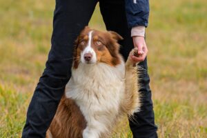 Hundetrainng in München und Umgebung.